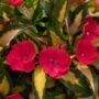Sunpatiens – Compact Tropical Rose – 10″ Hanging Basket